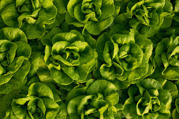 Ripe lettuce with green leaves