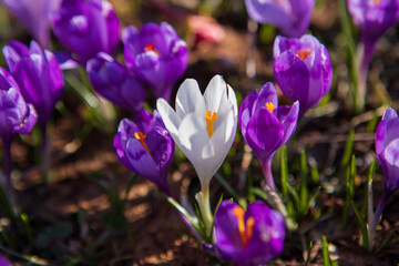 Wall Mural - Blooming crocuses and snowdrops in the spring