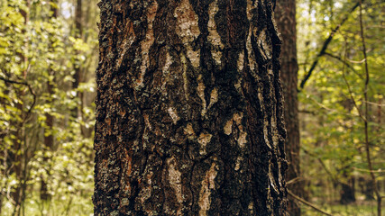 Wall Mural - Closeup Trunk of a pine tree in close-up against the background of a green forest. Concept of conservation of nature, forests and the environment.