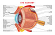 Human eye anatomy infographics organ inside structure on white background realistic vector illustration. concept background for web design