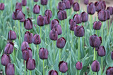 Fototapeta Tulipany - Dark wine coloured single triumph tulip 'Queen Of The Night' in flower