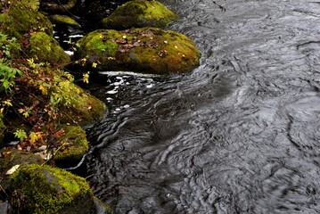 Sticker - Fishing on wild forest lakes and rivers, nature.