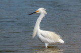 Fototapeta Zwierzęta - Snowy Egret (Egretta thula) in Malibu lagoon, California, USA