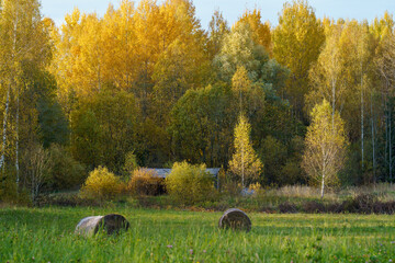 rolls af hay in green autumn meadow