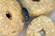 The red-legged ham beetle Necrobia rufipes in the family Cleridae. Pest in dog food.