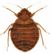 Bedbug (Cimex lectularius) isolated on white background. Adult specimens.
