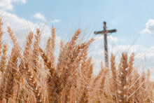 Barley Field With Wayside Cross
