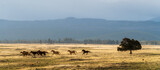 Fototapeta Sawanna - Horses on a ranch as a storm begins to roll into Central Oregon