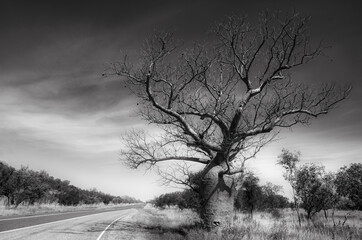 Wall Mural - Boab tree from Western Australia in black and white