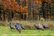 © Susan - Free range Turkeys in a autumn woods run free in Michigan USA