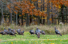 Wild Turkeys Hunting For Food In An Autumn Woods