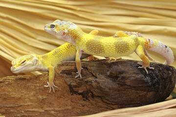 Two Leopard geckos sunbathing on a rotting log. Reptiles with attractive colors have the scientific name Eublepharis macularius. 