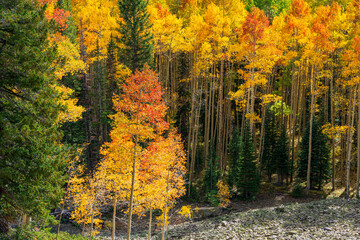 Sticker - autumn in the forest