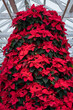 Classic deep red poinsettia flowers in full bloom, Christmas flowers, as a holiday background
