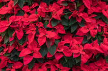 Classic Deep Red Poinsettia Flowers In Full Bloom, Christmas Flowers, As A Holiday Background
