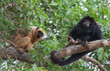 Black Howler Monkey (Alouatta caraya)  female and male on the tree. Natural habitat . Brazil.