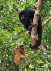 Wall Mural - black howler monkey (alouatta caraya) female and male on the tree. natural habitat . brazil.