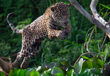 Fototapeta Zwierzęta - Jumping Jaguar. Green natural background. Panthera onca. Natural habitat. Cuiaba river,  Brazil