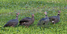Southern Screamers (Chauna Torquata), Also Known As The Crested Screamer.