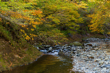 Wall Mural - Autumn forest landscape with tree and cascade