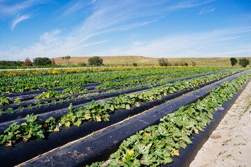 A modern flower farm in florida	