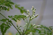 Moringa Oleifera, Common Names Include Moringa, Drumstick Tree, Horseradish Tree, Kelor, Ben Oil Tree Or Benzolive Tree,  Is A Fast Growing, Drought Resistant Tree Of The Family Moringaceae.