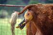 © 169169 - A hereford  calf being born on a farm in country Victoria , Australia.