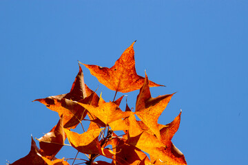 Wall Mural - Red leaves of Liquidambar formosa or Sweet Gum Woods in Tai Tong,Tai Lam Country Park ,Hong Kong