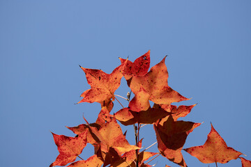 Wall Mural - Red leaves of Liquidambar formosa or Sweet Gum Woods in Tai Tong,Tai Lam Country Park ,Hong Kong