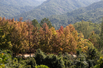 Wall Mural - Red leaves of Liquidambar formosa or Sweet Gum Woods in Tai Tong,Tai Lam Country Park ,Hong Kong