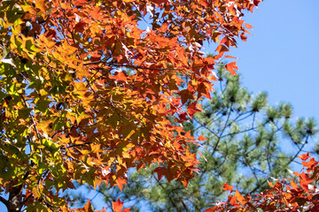 Wall Mural - Red leaves of Liquidambar formosa or Sweet Gum Woods in Tai Tong,Tai Lam Country Park ,Hong Kong