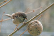 Feeding a sparrow in winter, using a ball of food - Passer domesticus