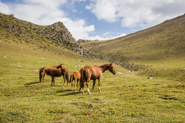 Beautiful brown horses grazing on green hills in a mountain valley on a sunny day