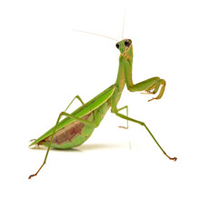 Green Mantis Isolated On A White Background 