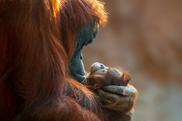 Wall Mural - orangutan mother cares for her baby