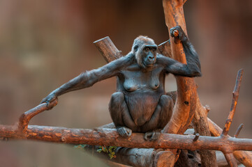 Poster - gorilla mother sitting on a tree