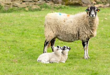 Wall Mural - Swaledale ewe or female sheep with her two Swaledale mule lambs sat on the grass and looking up at their mum in Springtime. Swaledale sheep are native to North Yorkshire.  Space