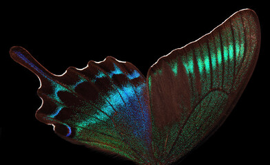 Aufkleber - Papilio maackii. Alpine black swallowtail. Colorful exotic swallowtail butterfly wings isolated on black. Tropical butterfly wings close-up