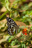 Fototapeta Krajobraz - Colourful butterflies of Yala, Sri Lanka