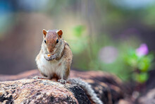 The Indian Palm Squirrel Is A Species Of Rodent In The Family Sciuridae Found Naturally In India And Sri Lanka.