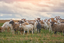 A Herd Of Sheep And Goats Grazing In A Meadow