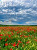 Fototapeta Maki - poppy field with blooming poppies in spring against a blue sky background