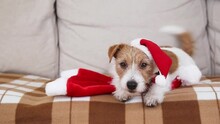 Cute Happy Christmas Pet Dog Puppy Wearing Santa Hat And Wagging Tail On The Sofa