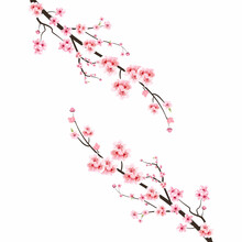 Cherry Blossom With Watercolor Sakura Flower. Japanese Cherry Blossom Vector. Cherry Blossom Branch With Pink Sakura. Watercolor Cherry Flower Illustration. Sakura Flower Branch Vector.