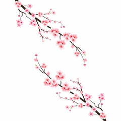 Cherry blossom with watercolor Sakura flower. Japanese Cherry blossom vector. Cherry blossom branch with pink Sakura. Watercolor cherry flower illustration. Sakura flower branch vector.