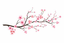 Realistic Cherry Blossom Branch. Cherry Blossom With Pink Sakura Flower Vector. Japanese Cherry Blossom Vector. Sakura Branch With Blooming Watercolor Flower. Pink Watercolor Cherry Flower Vector.