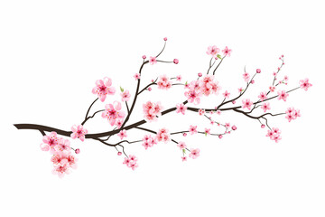 Realistic Cherry blossom branch. Cherry blossom with pink Sakura flower vector. Japanese Cherry blossom vector. Sakura branch with blooming watercolor flower. Pink watercolor cherry flower vector.