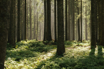 Wall Mural - Misty landscape forest with trees in the morning fog