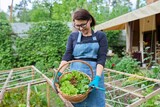 Fototapeta Lawenda - Small farm business, woman picking lettuce and arugula leaves in a basket