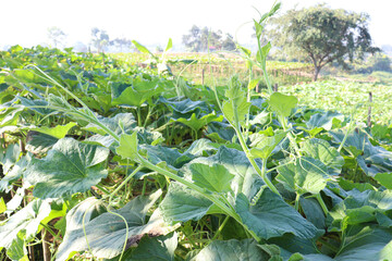 bottle guard farm on field